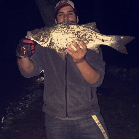 Meet your Posher, Koda - Picture 1 of 3